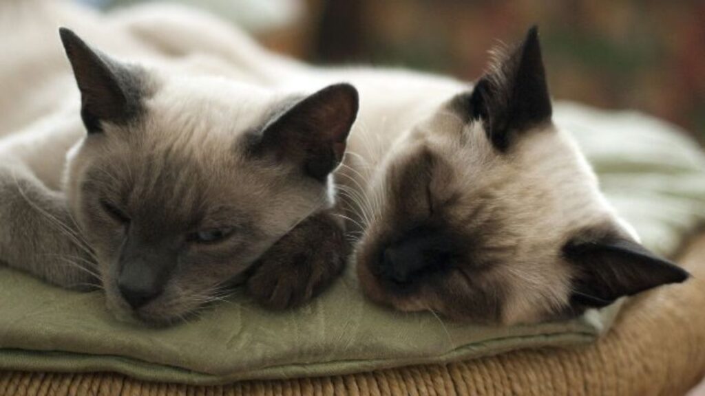 Gatos têm Hábitos Noturnos? Na imagem, dois gatinhos da raça siamês, deitados dormindo juntos, durante o dia, sobre uma almofada bege.
