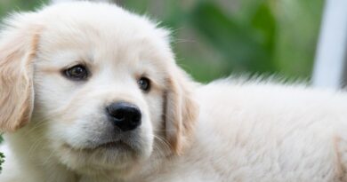 Golden Retriever O Cão Adorado por Todos