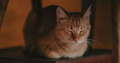 Onde-os-Gatos-Gostam-de-Dormir