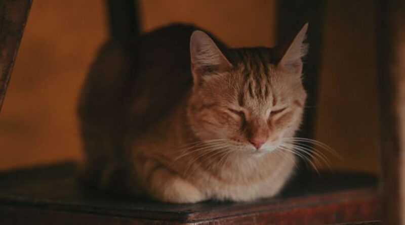 Onde-os-Gatos-Gostam-de-Dormir