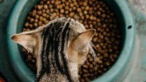 Quais os Hábitos Alimentares dos Gatos?