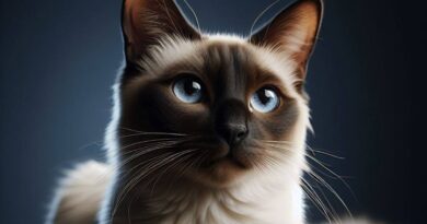 10-Curiosidades-sobre-o-Gato-da-Raca-Siames