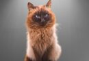 11-curiosidades-sobre-o-gato-sagrado-birmanes
