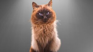 11 Curiosidades sobre o Gato Sagrado Birmanês