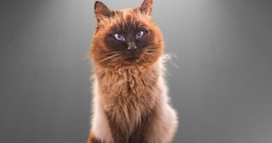 11-curiosidades-sobre-o-gato-sagrado-birmanes