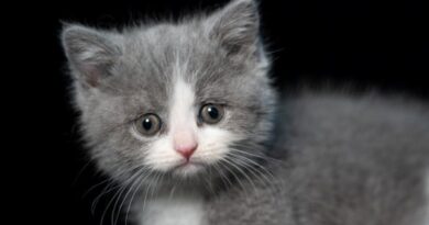 7-dicas-antes-de-adotar-um-gato-guia-completo