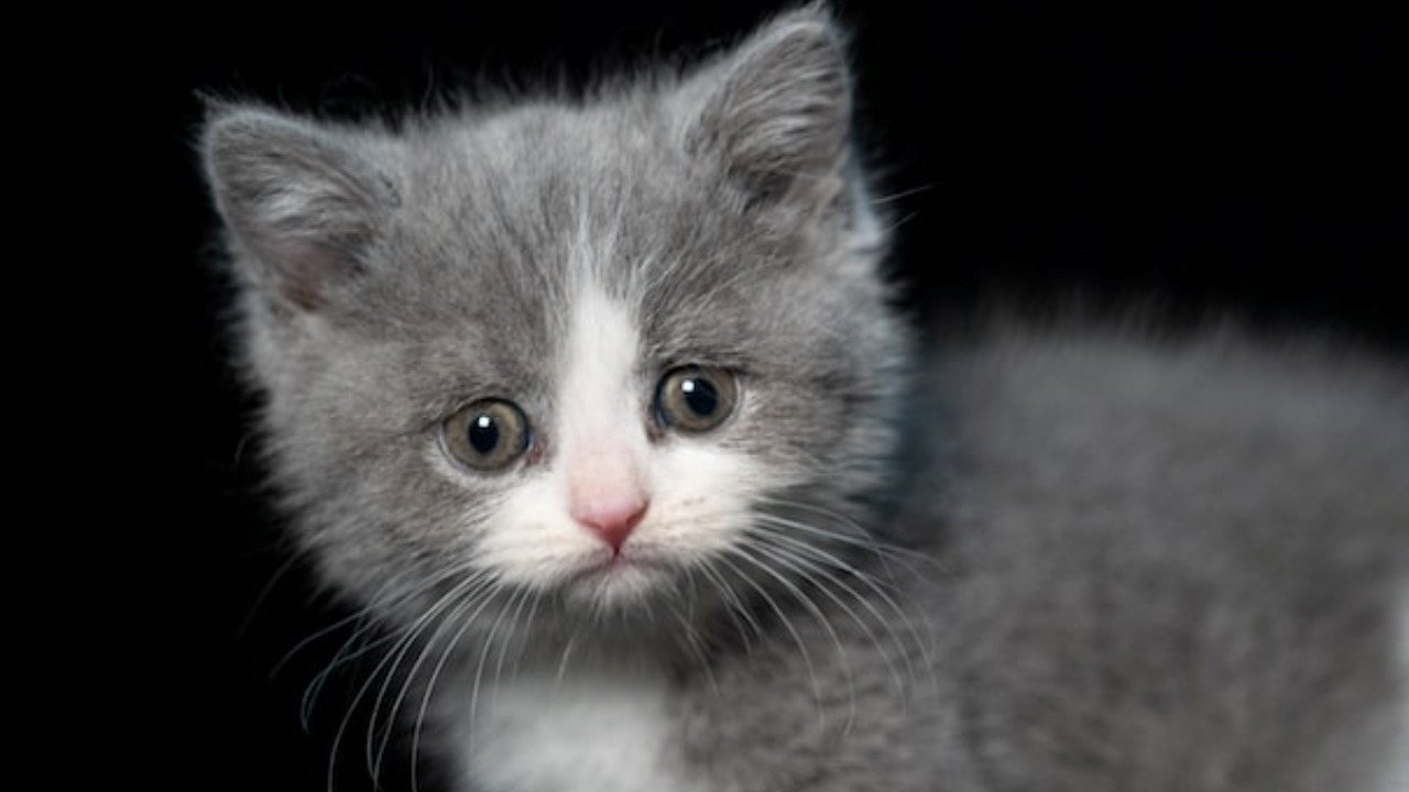 7 Dicas Antes de Adotar um Gato: Guia Completo