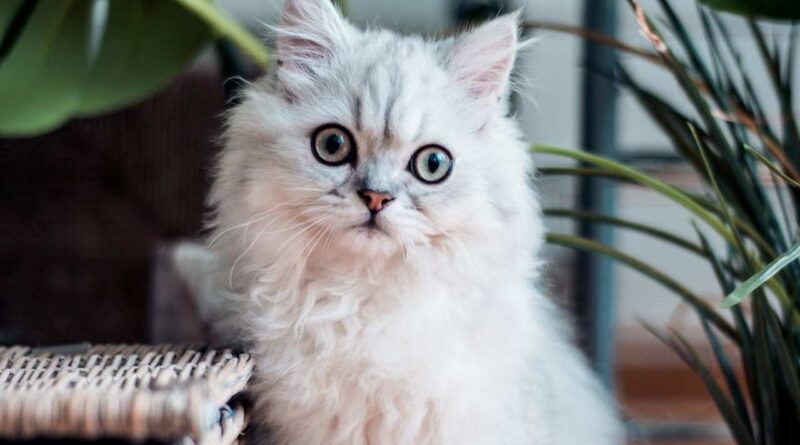 8-mitos-comuns-sobre-gatos