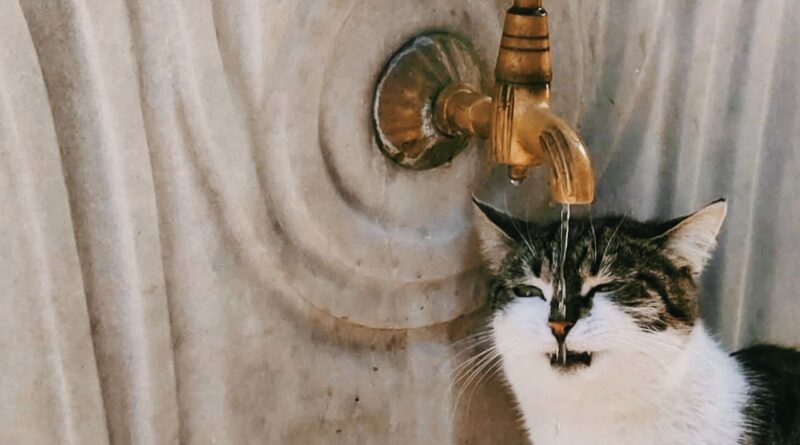 bebedouros-para-gatos-escolha-certa-para-saude-felina