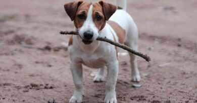 cachorros-que-mordem-os-moveis-5-motivos-e-10-solucoes-