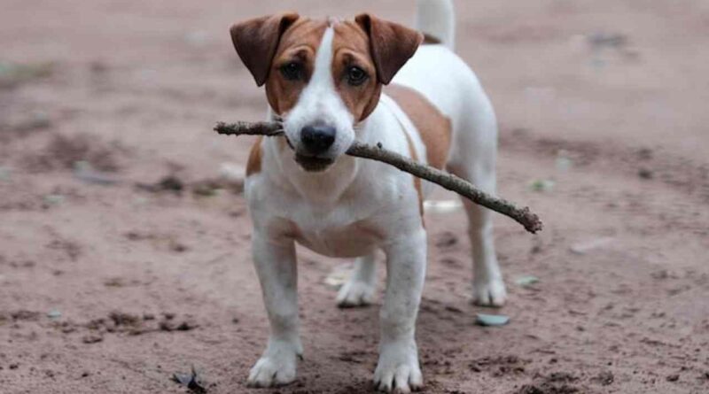 cachorros-que-mordem-os-moveis-5-motivos-e-10-solucoes-