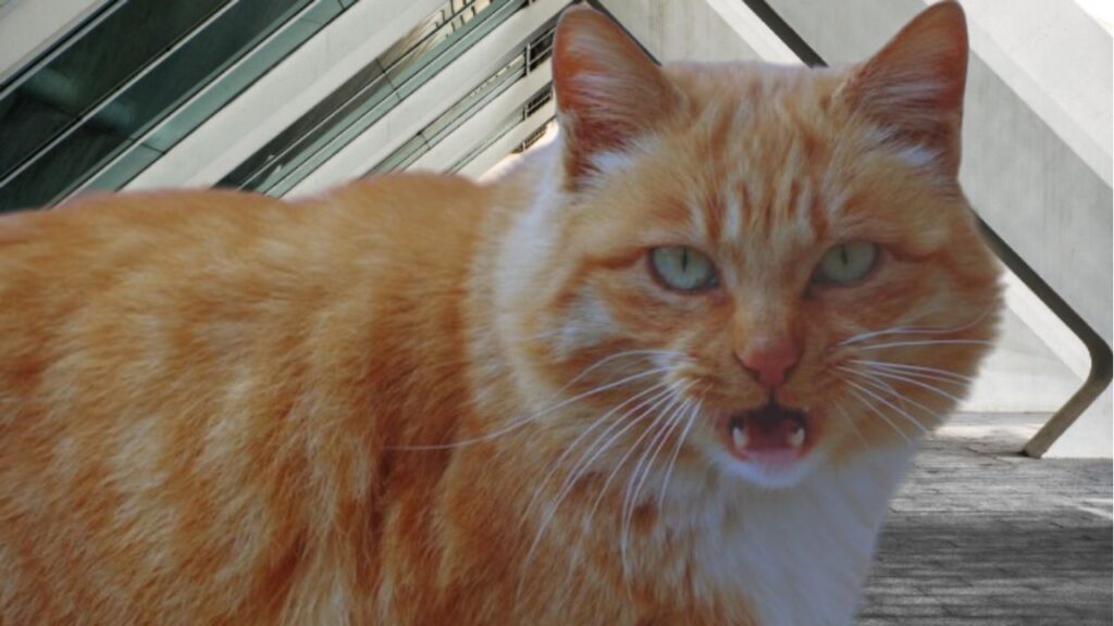 Gato Com Comportamento Estranho. Na imagem um gato amarelo com branco, de olhos-verdes, bravo.