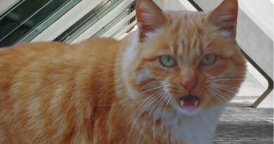 Gato Com Comportamento Estranho