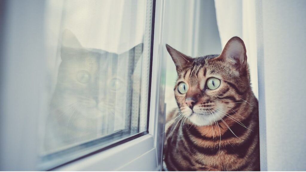 Gatos sentem Falta do seu Dono? Na imagem, um gato de pelagem malhada e olhos verdes, ansioso, olha pela janela esperando ver seu dono retornar a casa.