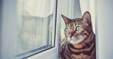 gatos-sentem-falta-do-seu-dono