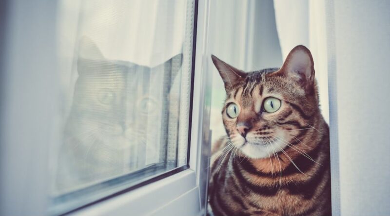 gatos-sentem-falta-do-seu-dono