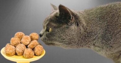 Por Que Gatos Não Detectam o Gosto Doce? por-que-gatos-nao-detectam-o-gosto-doce