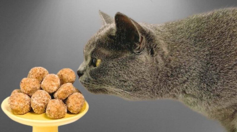 por-que-gatos-nao-detectam-o-gosto-doce