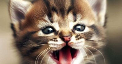 por-que-os-gatos-ronronam