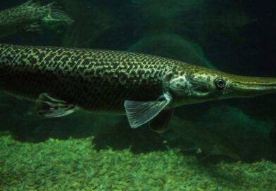 peixe-cara-de-jacare-conheca-suas-caracteristicas