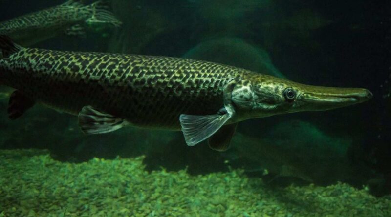 peixe-cara-de-jacare-conheca-suas-caracteristicas