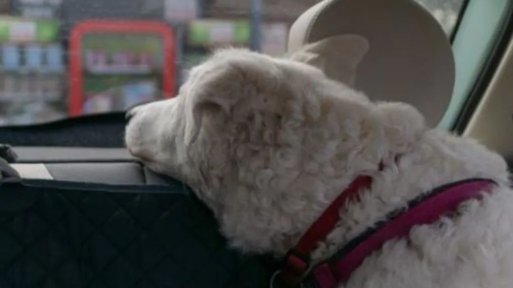 Cão dentro do Carro. Na imagem, um cachorro da raça labrador, de pelagem na cor branca, no banco de trás em um carro, sozinho esperando o seu dono voltar.