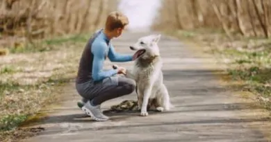 Como Cuidar do seu Cão?