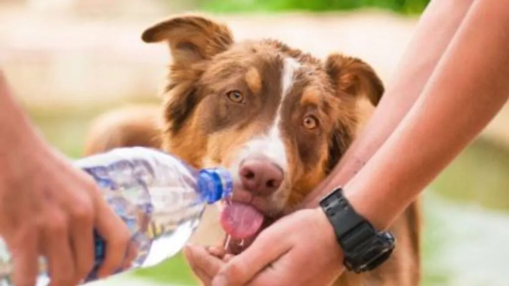 Como Dar Água para o Cão. Na imagem os tutores do cachorro, o tutor despejando a água da garrafa, nas mãos da tutora, em forma de concha, para o cão beber. 