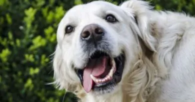 Como Escovar os Dentes do Cachorro?
