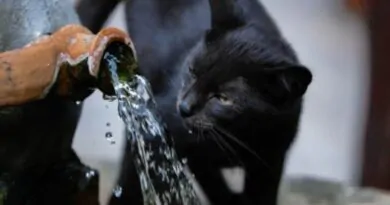 Gatos Preferem Beber Água Corrente?