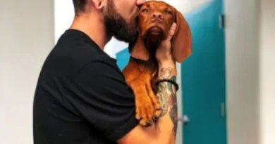 O Cachorro quando tem Tempestade