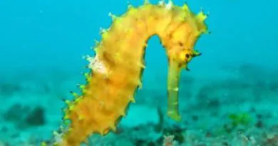 O Peixe-Cavalo-Marinho