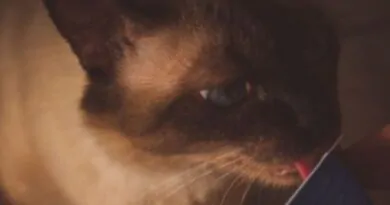 O que os Gatos Gostam de Fazer?