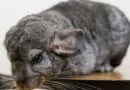 10 Curiosidades Sobre a Fofinha Chinchila