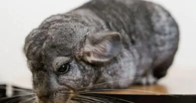10 Curiosidades Sobre a Fofinha Chinchila