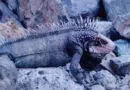 10 Curiosidades da Exótica Iguana
