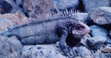 10 Curiosidades da Exótica Iguana