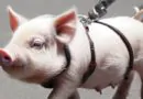 10 Curiosidades sobre os Mini Porcos