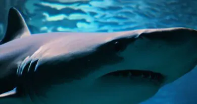 5 Curiosidades da Criação de Tubarões em Casa