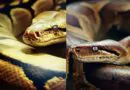 9 Curiosidades Fascinantes Sobre a Cobra Píton