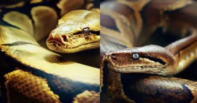 9 Curiosidades Fascinantes Sobre a Cobra Píton