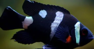 9 Curiosidades do Ocellaris ou Peixe-Palhaço