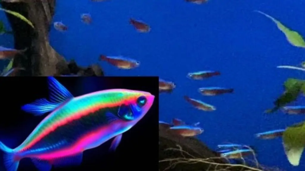 10 Curiosidades Sobre o Peixe Neon Tetra. Na imagem, estão nadando vários peixes Neon Tetra, um closet num deles para mostrar com eles são translúcidos e cintilantes.