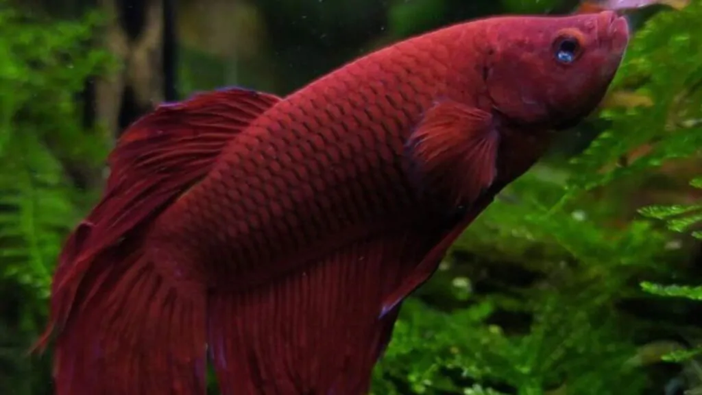 6 Curiosidades Sobre o Peixe Betta. Na imagem, um peixe Betta, nadando, ele tem a cor vinho.