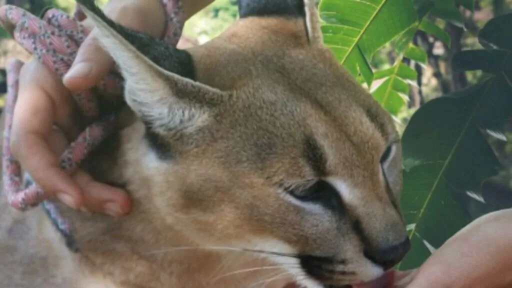 Caracal ou Lince-do-deserto  Aspeto, caracteristicas e habitat