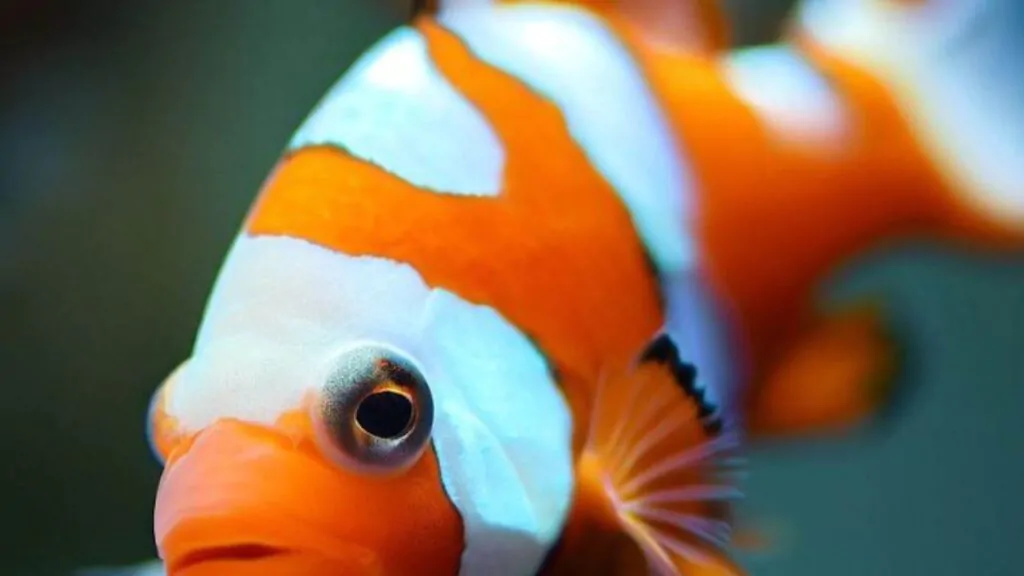 9 Curiosidades do Ocellaris ou Peixe-Palhaço. Na imagem, um peixe Ocellaris, nadando, ele tem as cores laranja e branco.