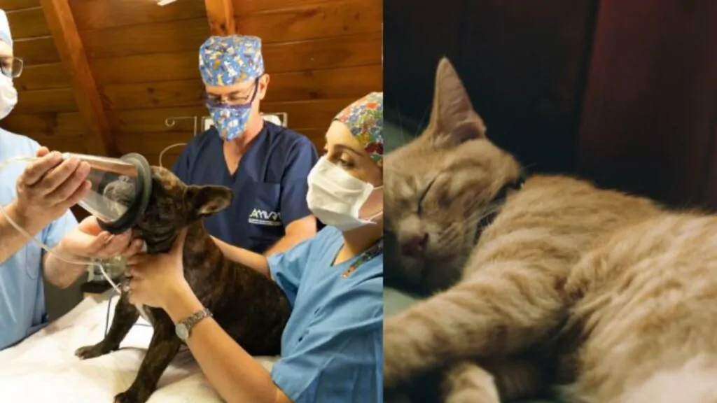 Chocolate faz mal para Gatos e Cães? Uma imagem dividida em duas, a do lado esquerdo veterinários socorrendo um cão e no lado direito um gatinho de pelagem amarela, deitado depois do socorro veterinário.