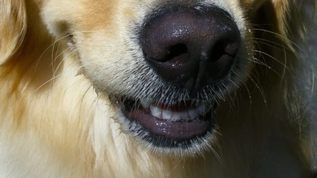 Como Escovar os Dentes do Cachorro? Na imagem, um cão, com a boca ainda molhada, logo após o seu tutor escovar seus dentes.