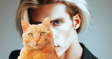Gatos 8 Coisas Que Eles Fazem Para Você