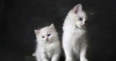 Gatos 9 Coisas Que Eles Detestam